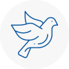 Bird Prevention Bangor Gwynedd