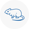 Rat Control Bangor Gwynedd