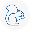 Bangor Gwynedd Rodent Removals
