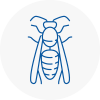 Bangor Gwynedd Wasp Nest Removal